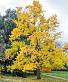 GINKGO BILOBA IN AUTUMN COLOUR