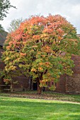 ACER GRISEUM IN AUTUMN COLOUR