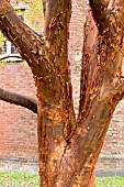 ACER GRISEUM BARK