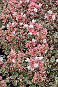 ABELIA GRANDIFLORUM MAGIC DAYDREAM