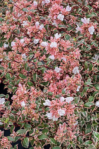 ABELIA_GRANDIFLORUM_MAGIC_DAYDREAM