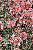 ABELIA GRANDIFLORUM MAGIC DAYDREAM