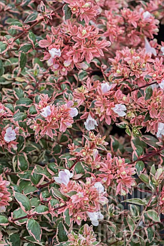 ABELIA_GRANDIFLORUM_MAGIC_DAYDREAM