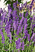 LAVANDULA ANGUSTIFOLIA BALAYURLU  (SUPER BLUE)