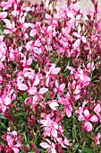 GAURA LOLLIPOP SUPER RED