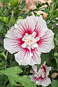 HIBISCUS SYRIACUS STARBURST CHIFFON