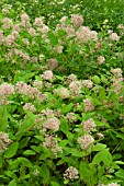 CEANOTHUS X PALLIDUS MARIE SIMON