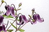 CLEMATIS FASCINATION