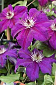 CLEMATIS HAPPY BIRTHDAY