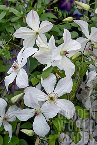 CLEMATIS_FOREVER_FRIENDS