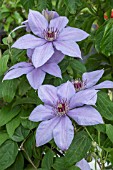 CLEMATIS BERNADINE