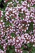 ORIGANUM GENTLE BREEZE