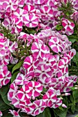 PHLOX PANICULATA BAMBINI VERSCAN (CANDY CRUSH)