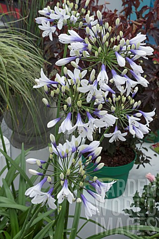 AGAPANTHUS_AFRICANUS_TWISTER