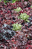 HEUCHERA GROUND COVER