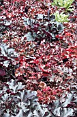 GROUND COVER HEUCHERA