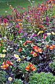 SUMMER PERENNALS