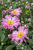 ANEMONE HUPEHENSIS POCAHONTAS (FANTASY SERIES)