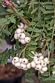 SORBUS WHITE MAGIC