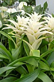 GUZMANIA DISCO WHITE