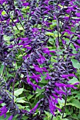 SALVIA GUARANITICA BLACK & BLUE