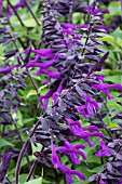 SALVIA GAURANTICA BLACK & BLUE