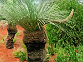 XANTHORRHOEA AUSTRALIS