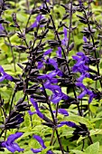 SALVIA GAURANTICA BLACK AND BLUE