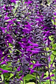 SALVIA AMISTAD