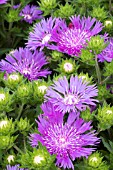 STOKESIA LAEVIS MELS BLUE