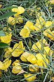 OENOTHERA MACROCARPA SUBSP. FREMONTII SHIMMER