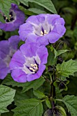 NICANDRA PHYSALODES