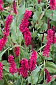 PERSICARIA AMPLEXICAULIS BLACKFIELD