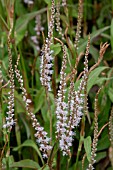 PERSICARIA AMPLEXICAULIS ALBA