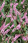 PERSICARIA AMPLEXICAULIS PINK ELEPHANT