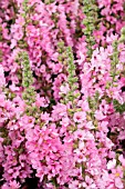 LYTHRUM SALICARIA BLUSH