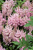 ASTILBE CHINENSIS LOOK AT ME