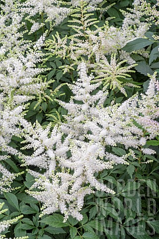ASTILBE_ROCK_AND_ROLL
