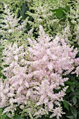 ASTILBE EUROPA