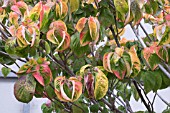 CORNUS FLORIDA CLEAR MOON