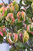 CORNUS FLORIDA CLEAR MOON