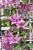 CLEMATIS GISELLE