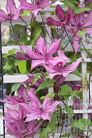 CLEMATIS_GISELLE