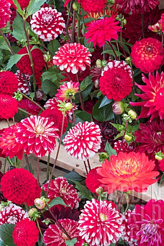 DAHLIAS_MIXED_RED_FORMS