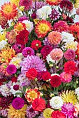 DAHLIA MIXED