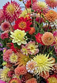 DAHLIA MIXED