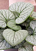 BRUNNERA MACROPHYLLA SILVER HEART