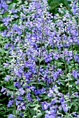 NEPETA RACEMOSA WALKERS LOW