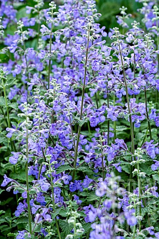 NEPETA_RACEMOSA_WALKERS_LOW