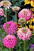 ECHINACEA PINK BON BON